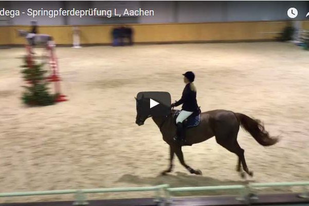 Kadega Springpferdeprüfung