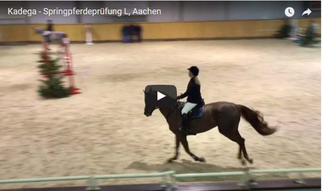 Video_Kadega Kadega Springpferdeprüfung